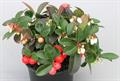  Eastern teaberry